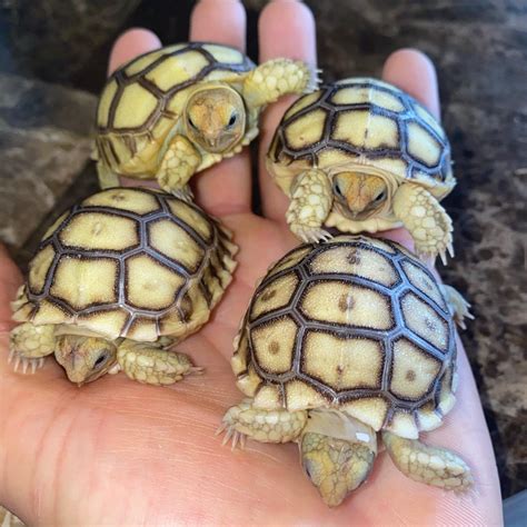 Baby Sulcata Tortoise – David's Jungle