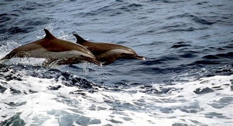 Pantropical Spotted Dolphin – "OCEAN TREASURES" Memorial Library