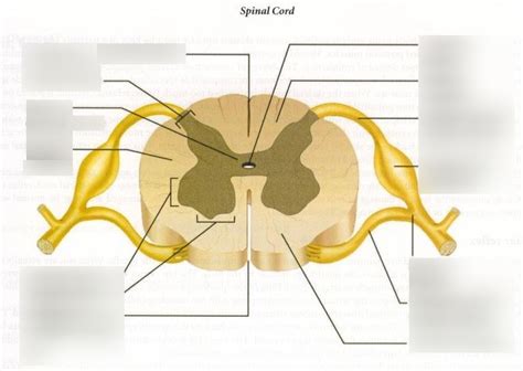 Spinal Cord Structures - Test 3 (Quiz 3) Diagram | Quizlet