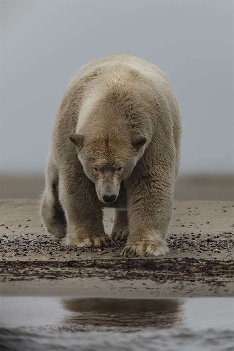 Photographer Takes Picture of Ten Stone Overweight Polar Bear ...