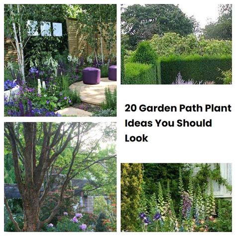 20 Garden Path Plants Ideas You Should Look | SharonSable