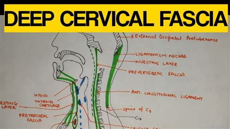 Deep Cervical Fascia - 1 | Investing Layer - YouTube