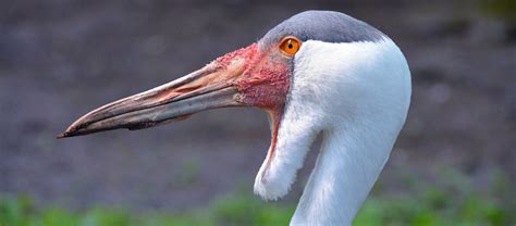 The Endangered Wattled Crane | Critter Science