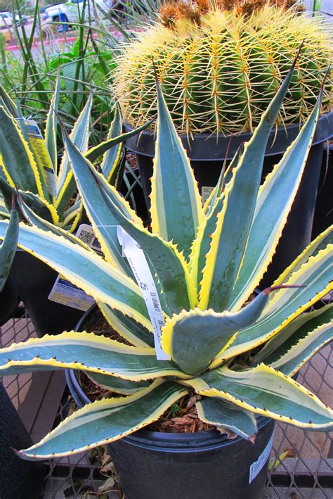 Agave americana ‘Variegata’ | Green Austin Homes