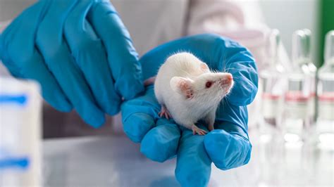 Is it time to replace one of the cornerstones of animal research ...