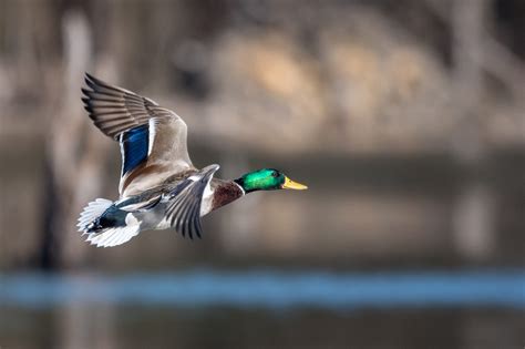 10 tips for dynamic waterfowl photography | EditionsPhotoArt