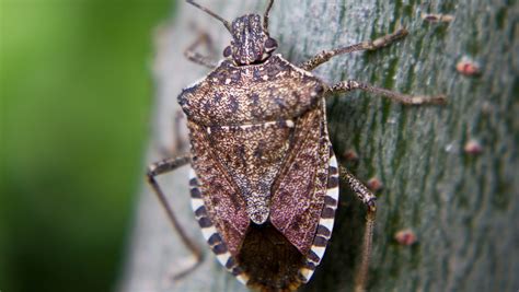 Stink bugs are back: What are they, how do you get rid of them?