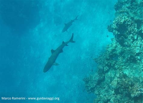 Shark snorkeling in Yasawa Islands, Fiji - Travel Guide