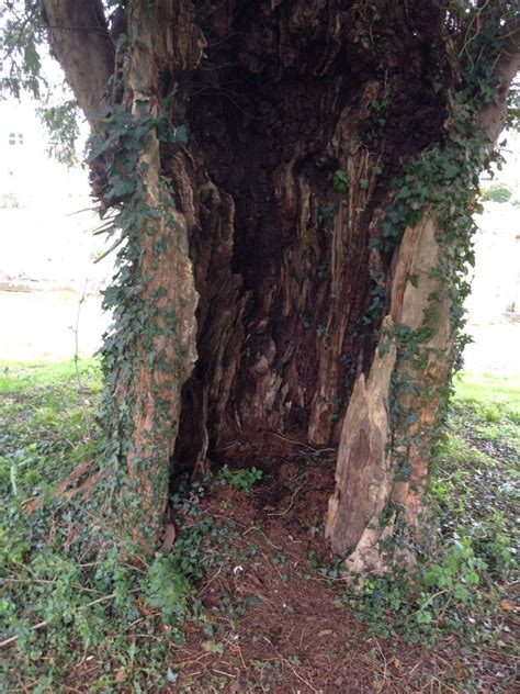 Hollowed out tree trunk Submarine, Tree Trunk, Trunks, Standard, Plants ...