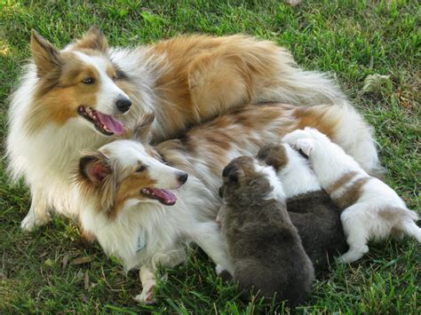 McPups: Sheltie Puppies are 4 weeks old and half way to finding their ...