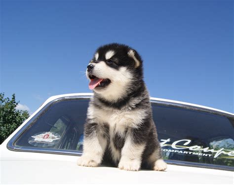 Alaskan malamute puppy on the hood wallpapers and images - wallpapers ...