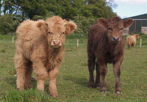 Highland Cattle