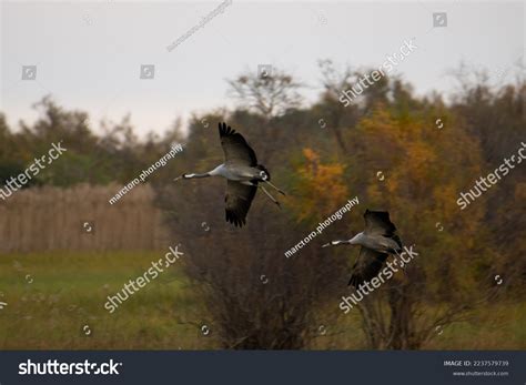 Wetland Animals Wildlife Photo Session Stock Photo 2237579739 ...