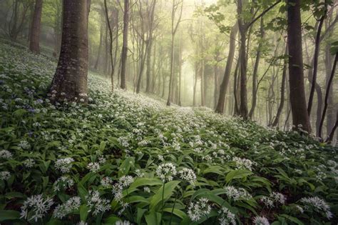 Landscape Photography Award Winning Photo Magical Woodland By Chris Frost