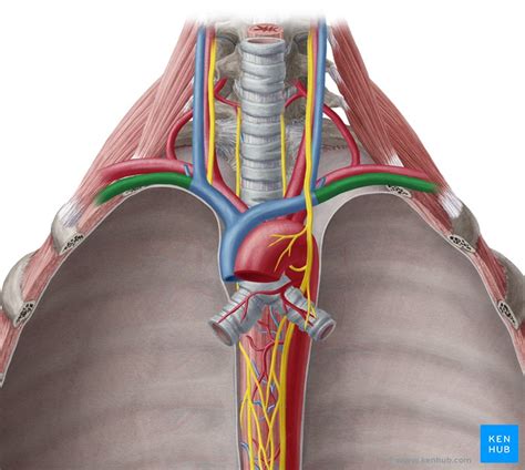 Subclavian vein: Anatomy and tributaries | Kenhub