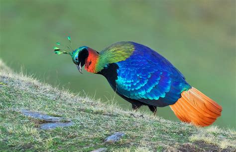 Birds Species Only Found In Nepal - OMG Nepal