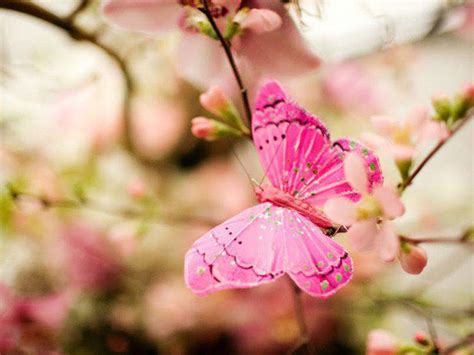 Pink Butterfly Backgrounds - Wallpaper Cave