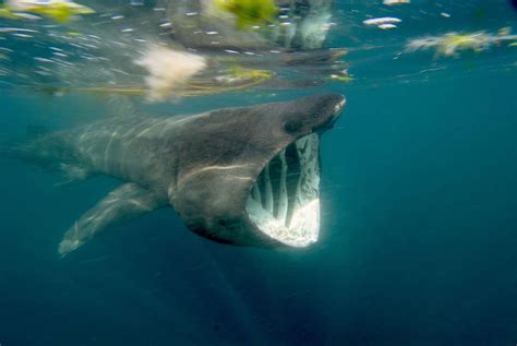 8 Fascinating Facts About the Majestic Basking Shark