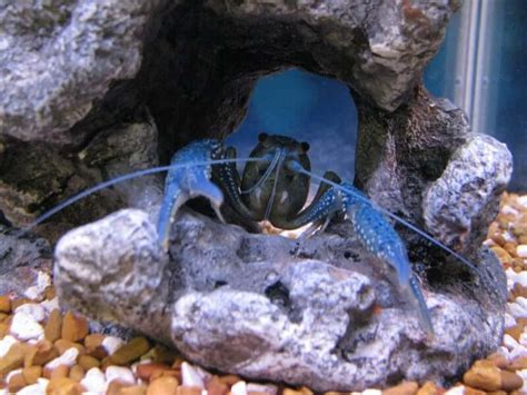 Electric Blue Crayfish: The Only Care Guide You Need