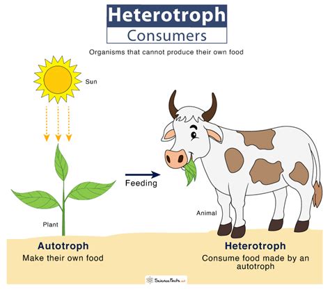 Heterotroph – Definition, Types, Examples, and Differences with Autotrophs