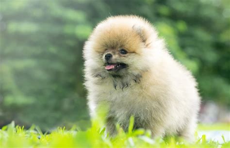 Teacup Pomeranian: Pictures, Care Guide, Temperament & Traits – Dogster