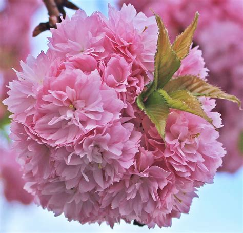 Free photo: Cherry blossom - Bloom, Tree, Spring - Free Download - Jooinn