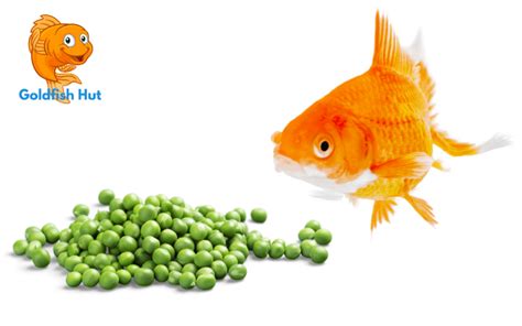 Can Goldfish Eat Peas? - GoldfishHut