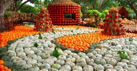 Autumn festival at the Dallas Arboretum features more than 90,000 ...