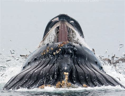 Lunge-feeding humpback whale reveals a mouthful in jaw-dropping images ...