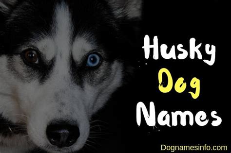 Husky Dog Names – 250+ Superb Names for Your Siberian Husky Dog