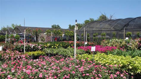 Plant Nursery & Landscaping Services | Orlando, FL Area | Royal ...