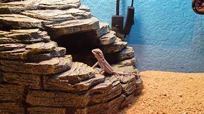 Bearded Dragon Temperature 101 - Best Temperatures For Your Beardie ...