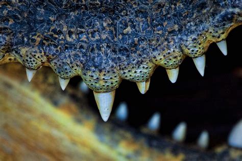 Siamese Crocodile | A closeup of the critically endangered s… | Flickr