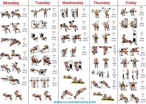 Precise Bodybuilder Workout Chart Bodybuilding Schedule Chart ...