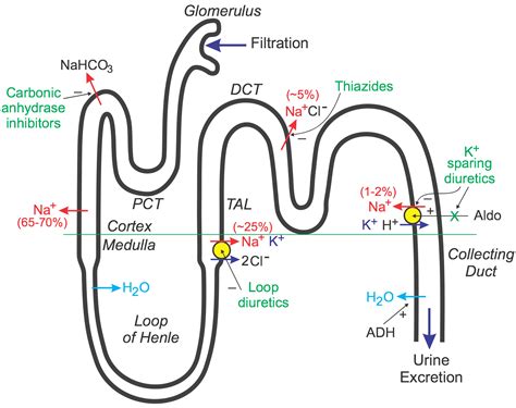 CV Pharmacology | Diuretics