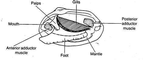 Razor Clam Anatomy - Anatomical Charts & Posters