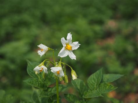 Pohon Kentang Blossom - Foto gratis di Pixabay - Pixabay