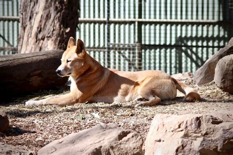 Featherdale Wildlife Park - Koalas, Wallabies, Dingos, Wombats, and More