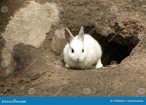 Rabbit By Burrow Royalty-Free Stock Image | CartoonDealer.com #4711852