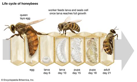 Queen Honey Bee Life Cycle