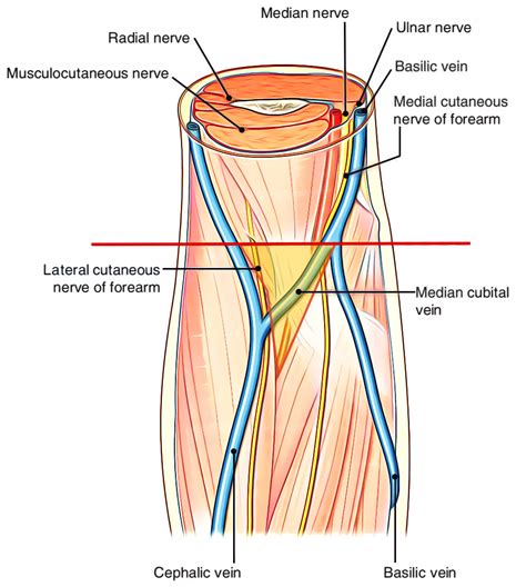 Cubital Fossa Anatomy – Earth's Lab