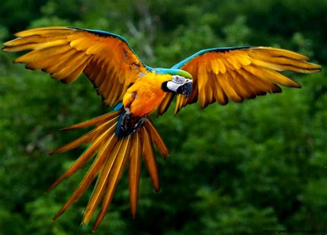 Endangered Rainforest Birds | Amazing Wallpapers