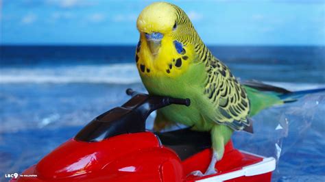 Image result for funny budgie | Parakeet, Funny bird pictures, Budgies