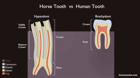 Horse Teeth Anatomy and Function [Pictures & Animations]