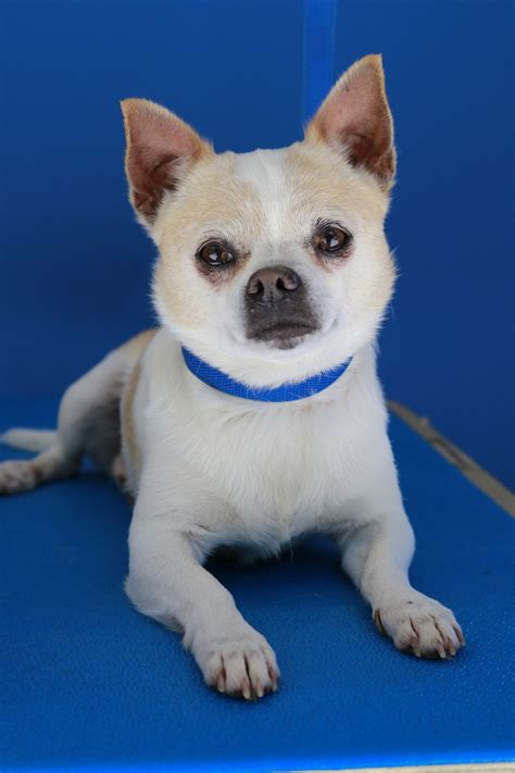 a small white dog sitting on top of a blue mat