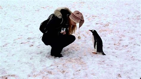 When Penguins Attack - YouTube