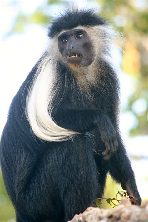 Diary of a Primatologist: The Angolan Black and White Colobus Monkey ...