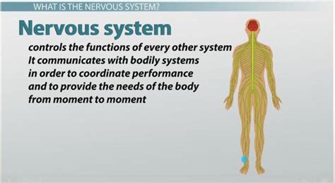 What Are Nerve Cells? - Function, Types & Structure - Lesson | Study.com