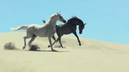 White Horse Running Gif