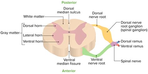 The Anterior Horns of the Spinal Cord Contain Mainly